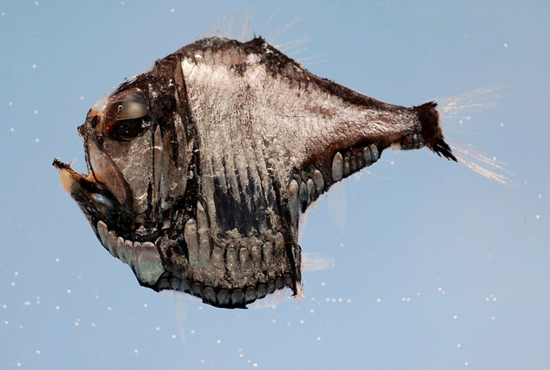 Illustration for article titled These Sea Creatures Are Clearly From Outer Space